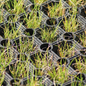 SafaGrass 23mm Hollow Ring Rubber Grass Mat (1m x 1.5m)
